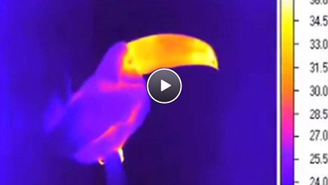 video play screen showing infrared of toucan bill