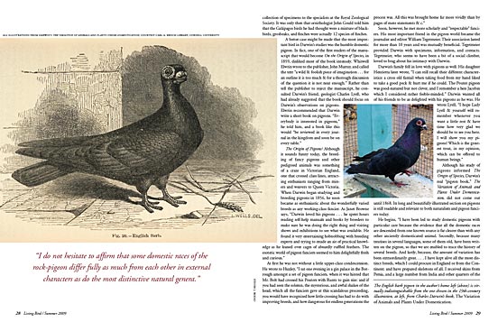 Charles Darwin pigeons and evolution