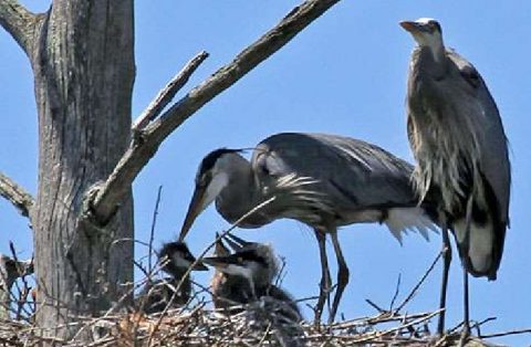 Great blue herons at the Cornell Lab