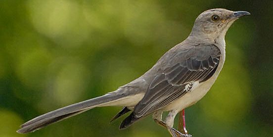 Northern Mockingbird