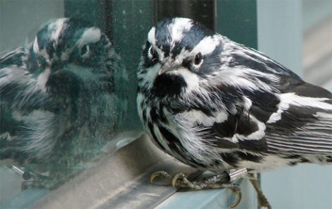 Black-and-white Warbler perched on window ledge