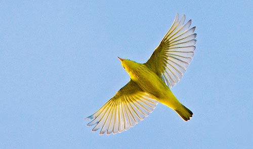 Yellow Warbler in flight