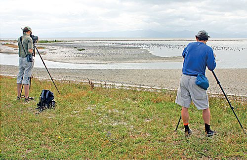 Researchers Lorna Deppe and Nils Warnock scan a mudflat for godwits.