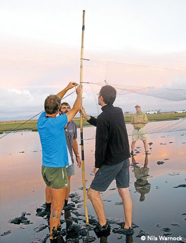 Biologists set up a mist net to catch godwits just before their northward migration at New Zealand