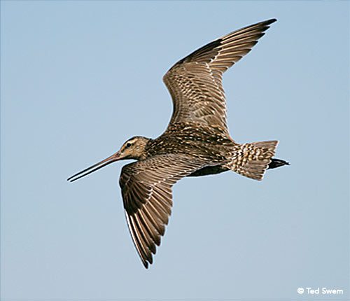 Satellite transmitters provide a remarkable window into the behavior and travel patterns of migratory birds.
