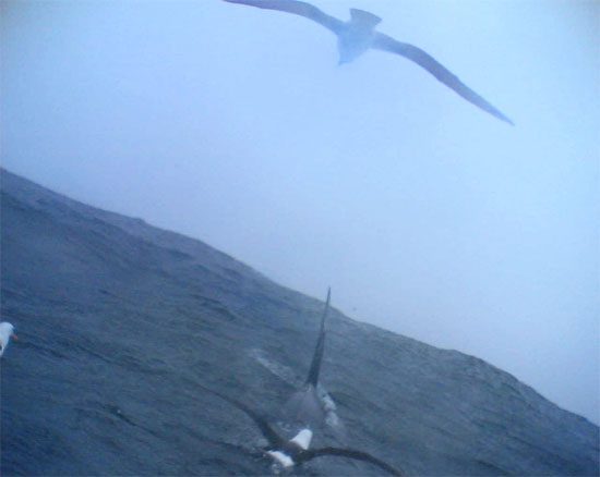 View of albatrosses feeding with an orca whale taken by a camera mounted on a bird