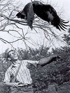 Golden Eagle named "Ithaca" shown flying when he was still a juvenile.