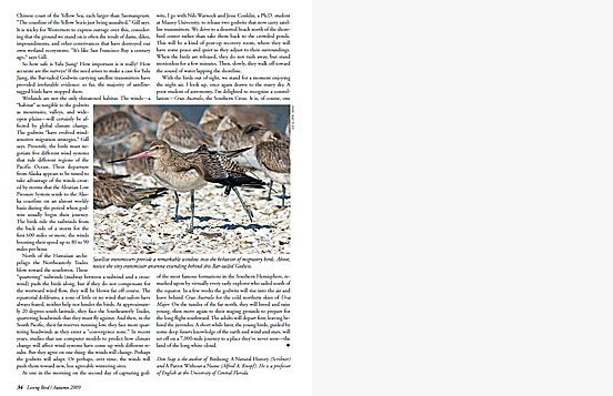 Bar-tailed Godwit long migration New Zealand Alaska