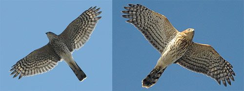 Two unidentified hawks aloft
