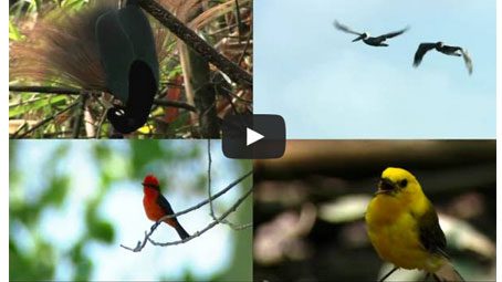 investigate and learn more about bird behavior with online courses and classes