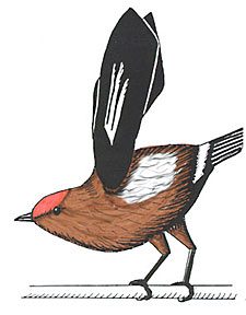 Drawing of Club-winged Manakin