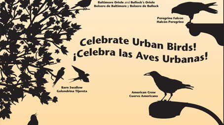 CUBS, Siluetas de 16 Aves Comunes en Este Cartel, ID 16 Common Birds by Silhouette With This Poster