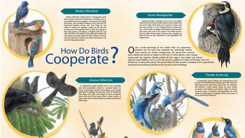 How Do Birds Cooperate? An Overview of Strategies