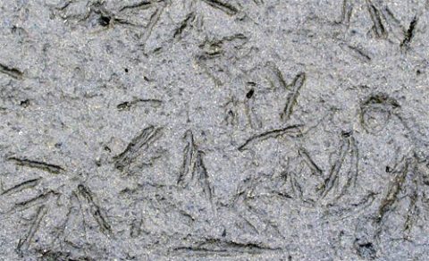 Godwit footprints in sand