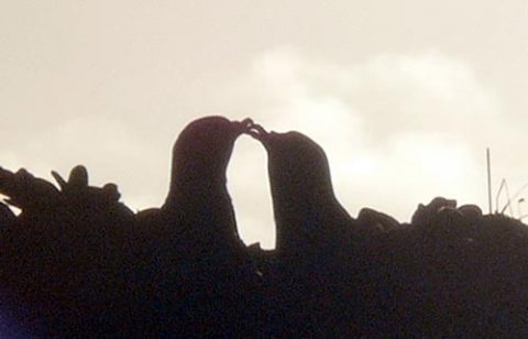 Petrels in silhouette