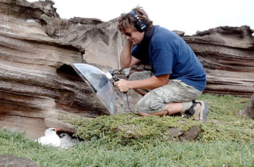 Jon Erickson recording a nesting White-tailed Tropicbird.