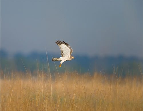 A male Northern Harrier battles Montana's relentless winds.