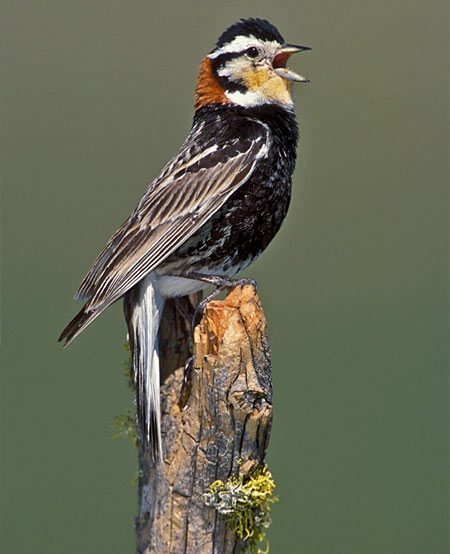 An adult male Chestnut-collared Longspur sings on his territory. Baird
