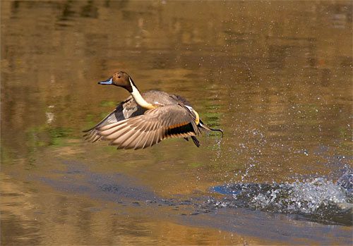 Manning Lake wetlands are a critical stopover point for birds like this Northern Pintail
