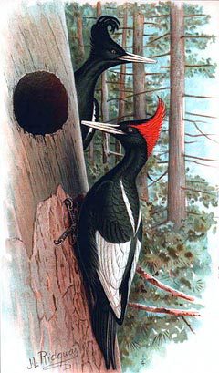 Imperial Woodpecker by John Livzey Ridgway