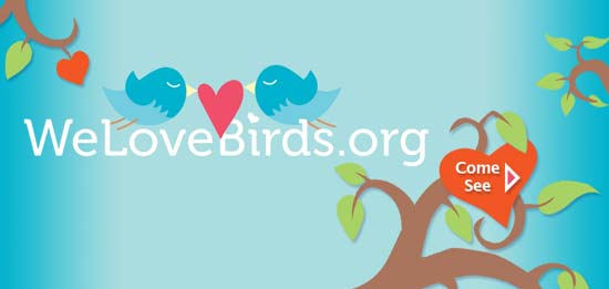 Go to welovebirds.org