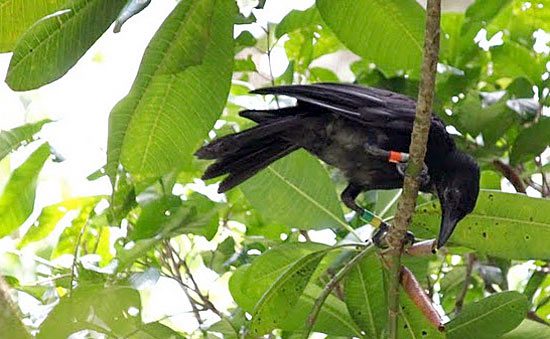 A juvenile, banded Mariana Crow cavorts in the Rota canopy,