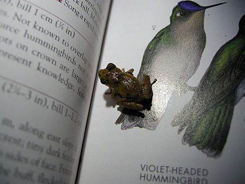 A tiny frog hopped onto the field guide, where it