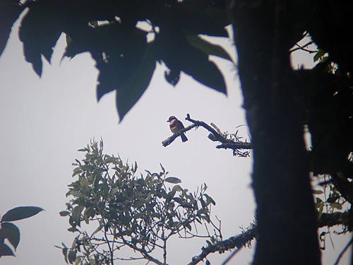 This was Mike and Glenn's first sight of the unusual barbet they found.