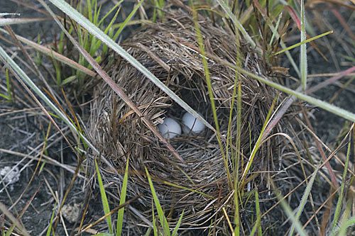 They found several major range extensions, including the Wedge-tailed Grass-Finch, which they found nesting.