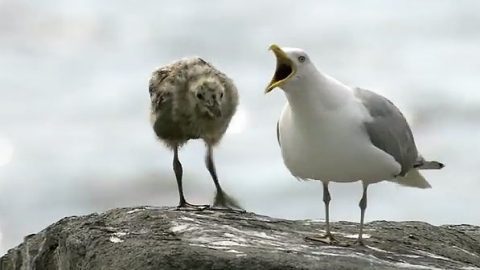 Gull with chick