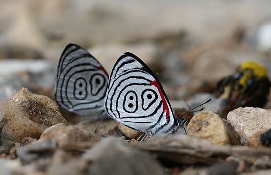 butterflies in Peru