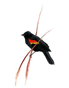 Bird Feature: Red-winged Blackbird –