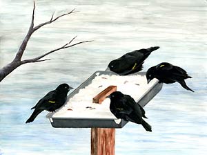 Red-winged Blackbirds feeding together.
