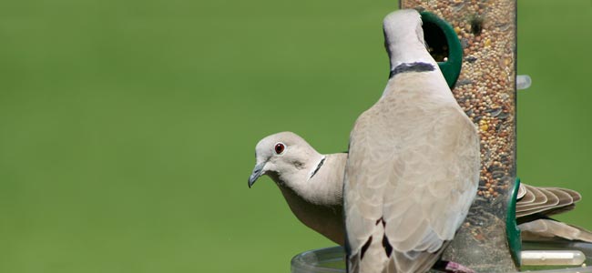 eurasian collared-dove