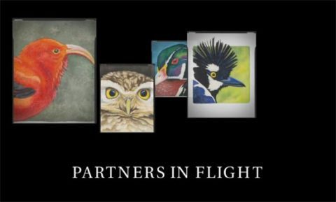 Screen grab from Partners in Flight 20th Anniversary video, Cornell Lab of Ornithology