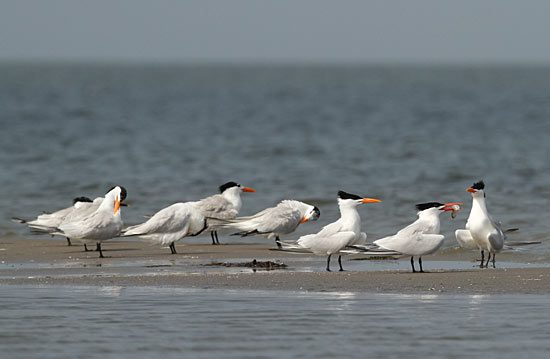 Sandwich Terns