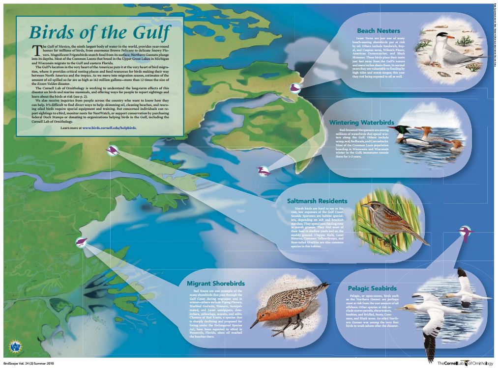 Download a PDF of the Birds of the Gulf Threatened by Oil Spill poster