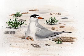 Least Tern, Birds of the Gulf Threatened by Oil Spill