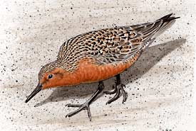 Red Knot, Birds of the Gulf Threatened by Oil Spill