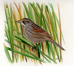 Seaside Sparrow, Birds of the Gulf Threatened by Oil Spill