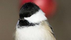 Use Range Maps to Identify Your Chickadees
