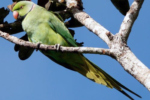recordings of teh echo parakeet in Mauritius