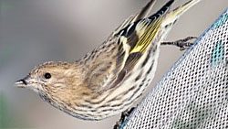 pine siskin migration routes are studied