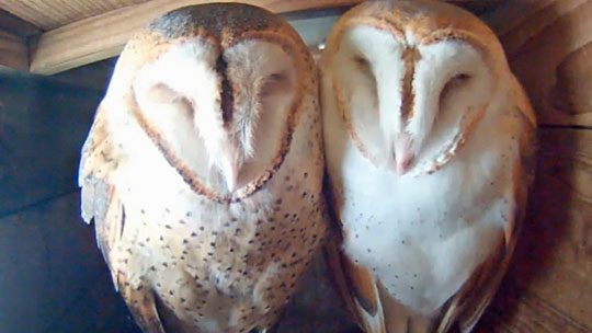Bird Cams FAQ: Barn Owl Nest | All About Birds All About Birds
