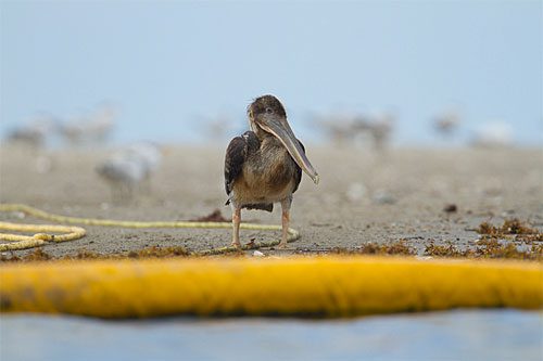 Oil-soaked pelicans quickly became the public face of the BP oil spill, but a moderately oiled Laughing Gull (next slide) hints at more subtle long-term effects. Poor reproductive success and lower annual survival threaten to reduce populations of many birds in the Gulf of Mexico, yet it will take close scientific study to detect the damage.