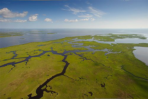 The vast saltmarshes of the Mississippi Delta represent more than three-quarters of the Lower 48