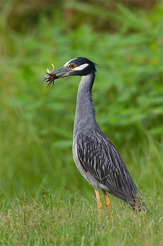 A Yellow-crowned Night-Heron pauses before devouring a fiddler crab. Beyond the immediate effects of this summer