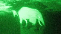 at night scientists view elephants in Gabon with night vision googles