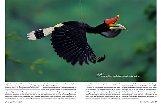 Tim layman and his photographs of hornbills