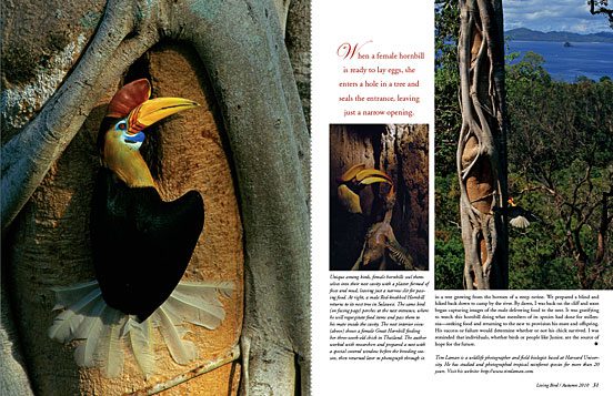 Tim layman and his photographs of hornbills